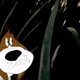 Illustration for article titled Looney Tunes Characters, Ranked